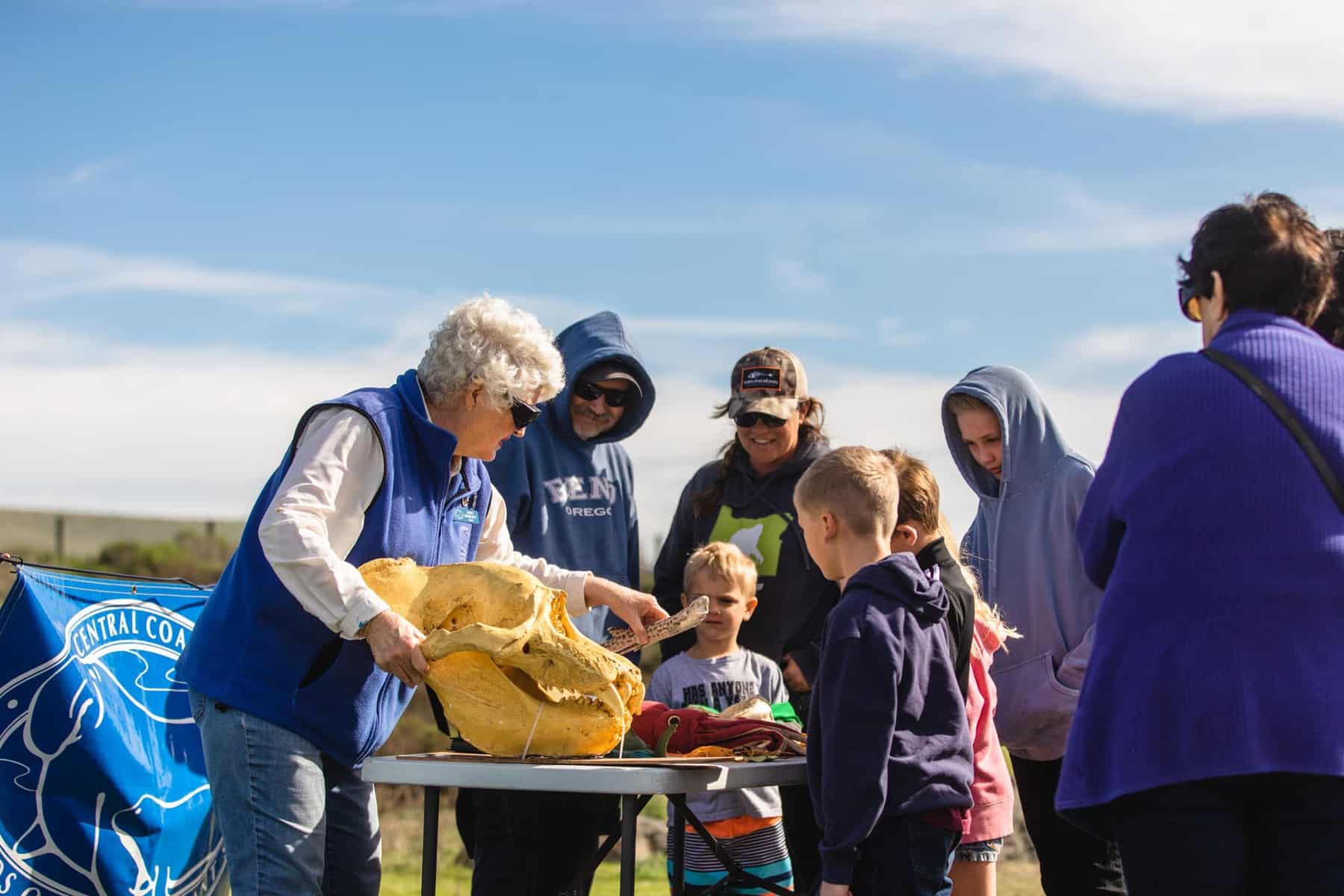 San Simeon elephant seal docent