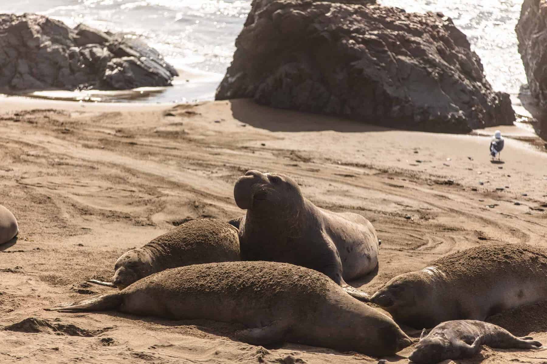 San Simeon elephant seals