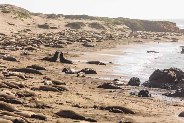 Links to Smithsonian Magazine Recognizes Elephant Seal Efforts