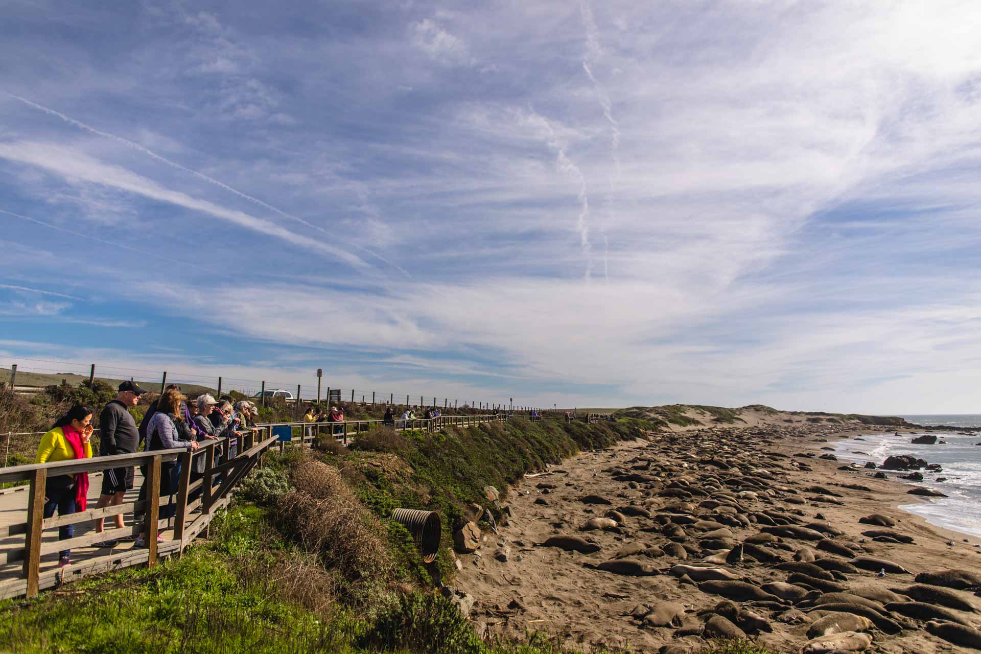 San Simeon elephant seals