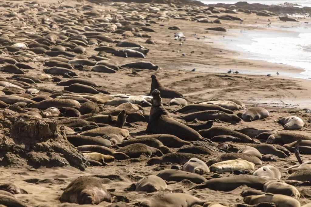 San Simeon elephant seals