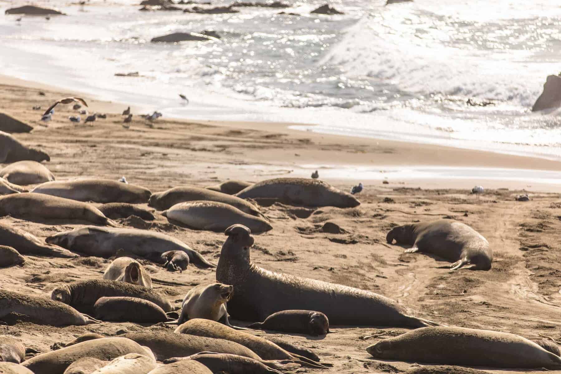 San Simeon elephant seals