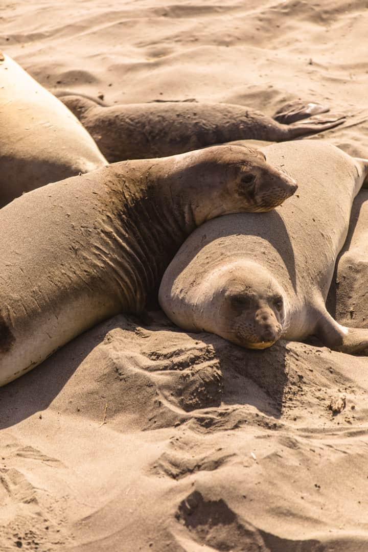 San Simeon elephant seals