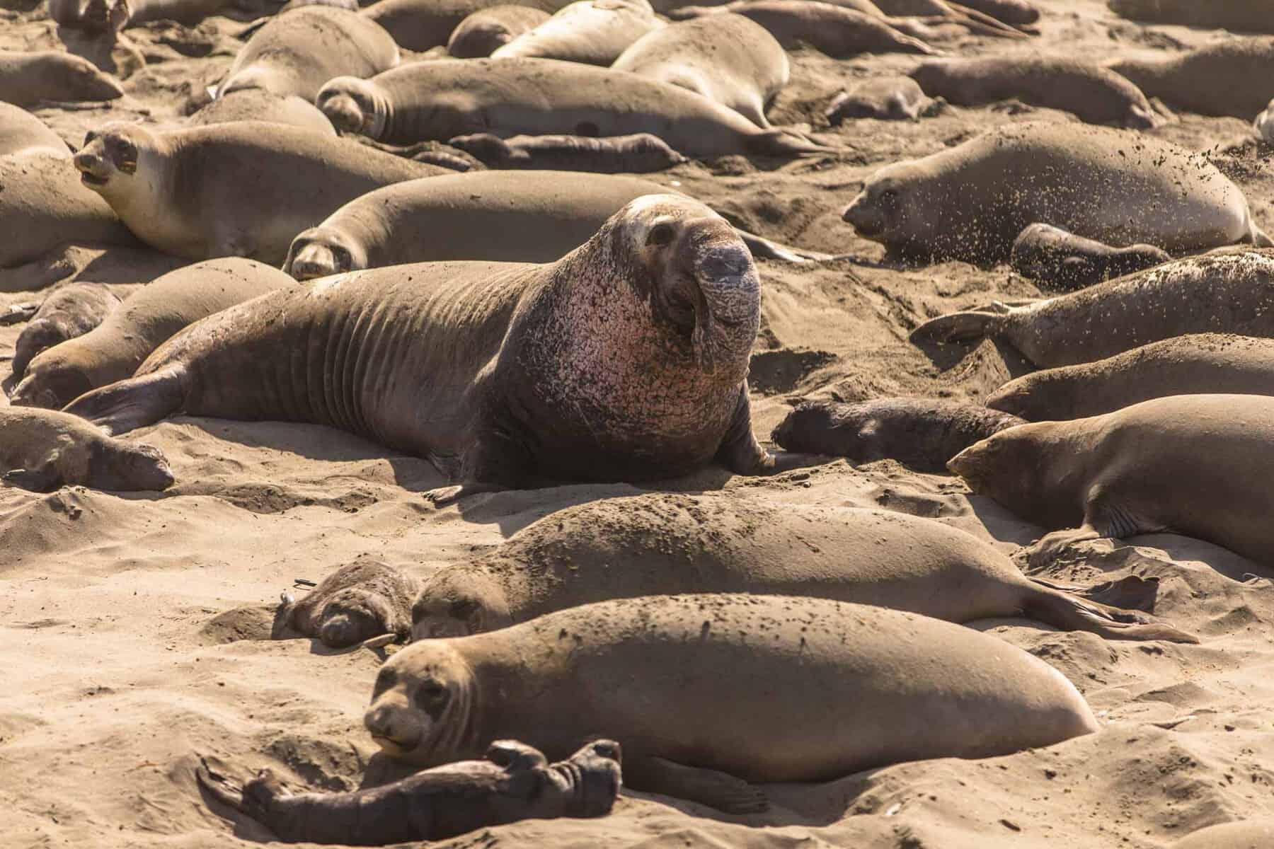 San Simeon elephant seals