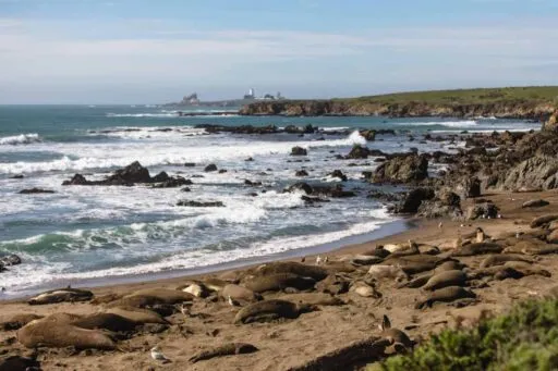 San Simeon elephant seals