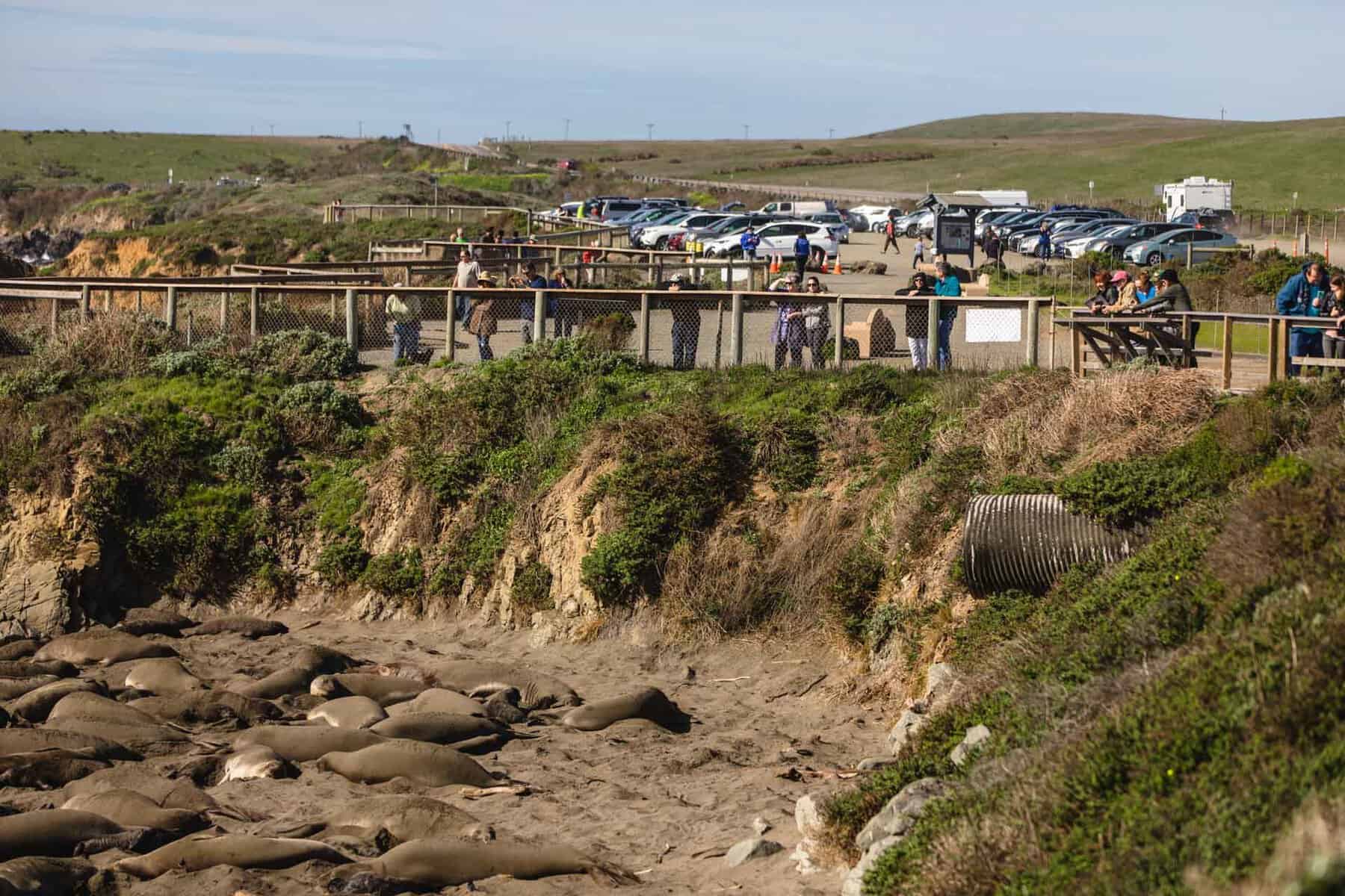 San Simeon elephant seal viewing